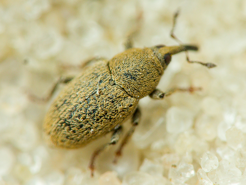 Sibinia (Sibinia) unicolor (Fahraeus, 1843)